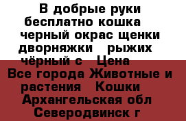 В добрые руки бесплатно,кошка,2.5черный окрас,щенки дворняжки,3 рыжих 1 чёрный,с › Цена ­ - - Все города Животные и растения » Кошки   . Архангельская обл.,Северодвинск г.